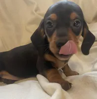 Black and tan female , a female Miniature Dachshund for sale in Buffalo, MO – Photo 4 of 8