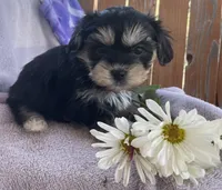 Daisy , a female Bichon Frise and Shih Tzu for sale in Buffalo, MO – Photo 2 of 8