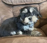 Daisy girl, a female Bichon Frise and Shih Tzu for sale in Buffalo, MO – Photo 4 of 10