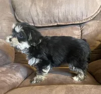 Daisy girl, a female Bichon Frise and Shih Tzu for sale in Buffalo, MO – Photo 5 of 10