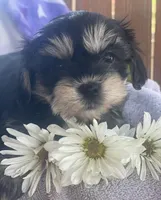 Daisy , a female Bichon Frise and Shih Tzu for sale in Buffalo, MO – Photo 8 of 8