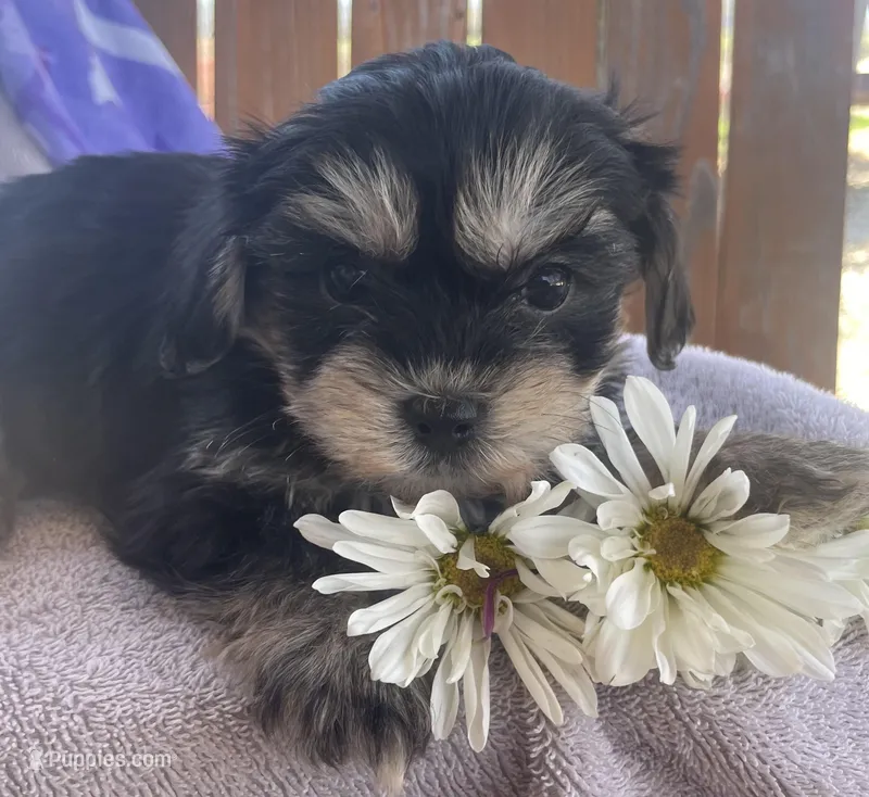 Daisy  – Bichon Frise, Shih Tzu puppy for sale in Buffalo, MO