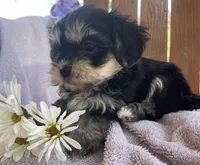 Daisy , a female Bichon Frise and Shih Tzu for sale in Buffalo, MO – Photo 7 of 8