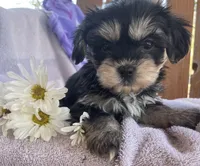 Daisy , a female Bichon Frise and Shih Tzu for sale in Buffalo, MO – Photo 5 of 8