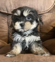 Daisy girl, a female Bichon Frise and Shih Tzu for sale in Buffalo, MO – Photo 1 of 10