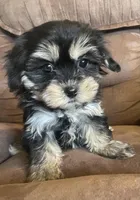 Daisy girl, a female Bichon Frise and Shih Tzu for sale in Buffalo, MO – Photo 3 of 10