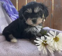 Daisy , a female Bichon Frise and Shih Tzu for sale in Buffalo, MO – Photo 3 of 8