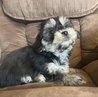 Daisy girl, a female Bichon Frise and Shih Tzu for sale in Buffalo, MO – Photo 2 of 10