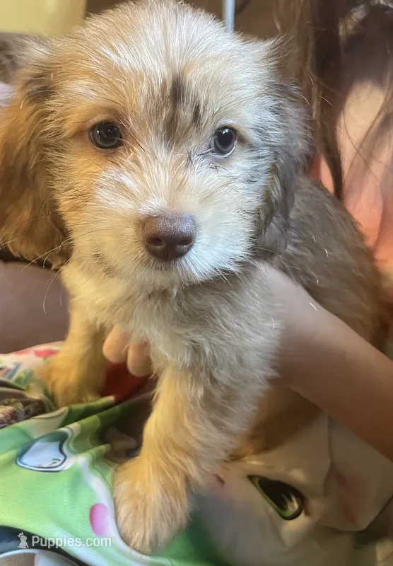 Sundae – Poodle - Toy , Miniature Dachshund puppy for sale in Buffalo, MO