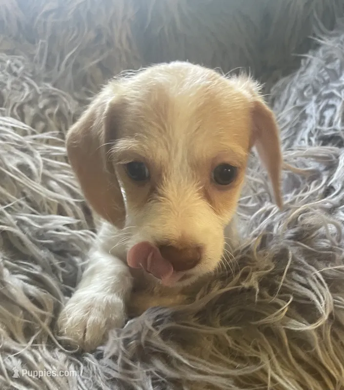 Popcorn – Poodle - Toy , Miniature Dachshund puppy for sale in Buffalo, MO