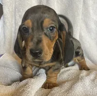 Blue dapple, a male Miniature Dachshund for sale in Buffalo, MO – 3 of 10