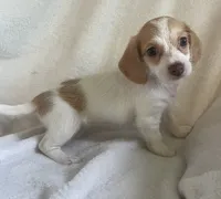 Mini Doxie / poodle chocolate girl , a female Miniature Dachshund for sale in Buffalo, MO – 4 of 6