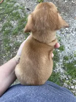 Red dapple girl, a female Chihuahua and Miniature Dachshund for sale in Buffalo, MO – Photo 8 of 8