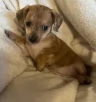 Red dapple girl, a female Chihuahua and Miniature Dachshund for sale in Buffalo, MO – Photo 3 of 8