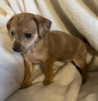 Red dapple girl, a female Chihuahua and Miniature Dachshund for sale in Buffalo, MO – Photo 4 of 8