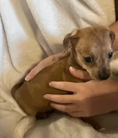 Red dapple girl, a female Chihuahua and Miniature Dachshund for sale in Buffalo, MO – Photo 7 of 8