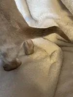 Red dapple girl, a female Chihuahua and Miniature Dachshund for sale in Buffalo, MO – Photo 2 of 8