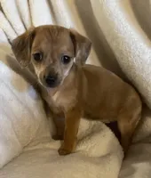 Red dapple girl, a female Chihuahua and Miniature Dachshund for sale in Buffalo, MO – Photo 1 of 8