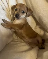 Red dapple girl, a female Chihuahua and Miniature Dachshund for sale in Buffalo, MO – Photo 5 of 8