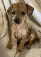 Red dapple girl, a female Chihuahua and Miniature Dachshund for sale in Buffalo, MO – Photo 6 of 8