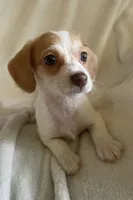 Mini Doxie / poodle chocolate girl , a female Miniature Dachshund for sale in Buffalo, MO – 2 of 6