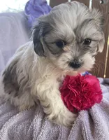 Prince , a male Bichon Frise and Shih Tzu for sale in Buffalo, MO – Photo 3 of 4