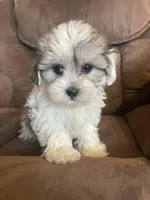 Small and sweet boy, a male Bichon Frise and Shih Tzu for sale in Buffalo, MO – Photo 5 of 10