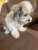 Small and sweet boy, a male Bichon Frise and Shih Tzu for sale in Buffalo, MO – Photo 6 of 10