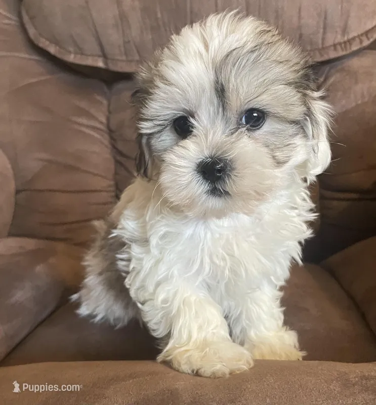 Small and sweet boy – Bichon Frise, Shih Tzu puppy for sale in Buffalo, MO
