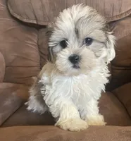 Small and sweet boy, a male Bichon Frise and Shih Tzu for sale in Buffalo, MO – Photo 1 of 10