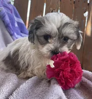 Prince , a male Bichon Frise and Shih Tzu for sale in Buffalo, MO – Photo 4 of 4