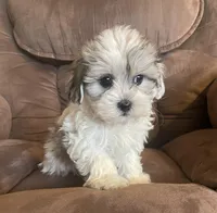 Small and sweet boy, a male Bichon Frise and Shih Tzu for sale in Buffalo, MO – Photo 3 of 10