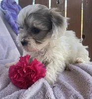 Prince , a male Bichon Frise and Shih Tzu for sale in Buffalo, MO – Photo 2 of 4