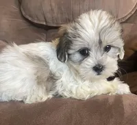 Small and sweet boy, a male Bichon Frise and Shih Tzu for sale in Buffalo, MO – Photo 2 of 10