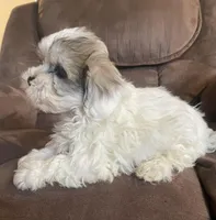 Small and sweet boy, a male Bichon Frise and Shih Tzu for sale in Buffalo, MO – Photo 4 of 10