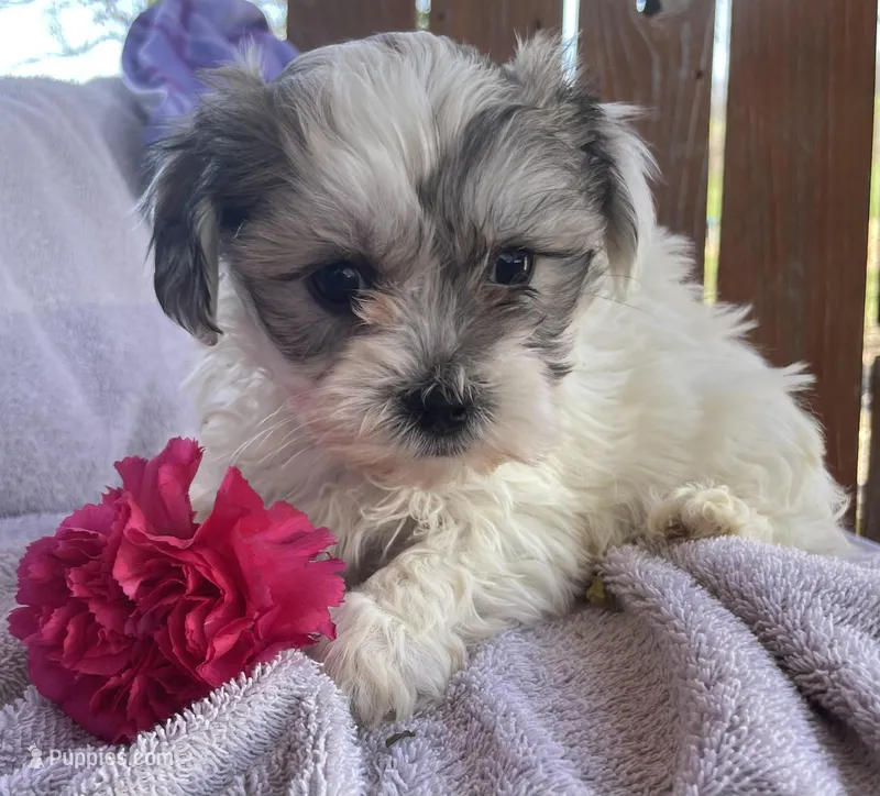 Prince  – Bichon Frise, Shih Tzu puppy for sale in Buffalo, MO