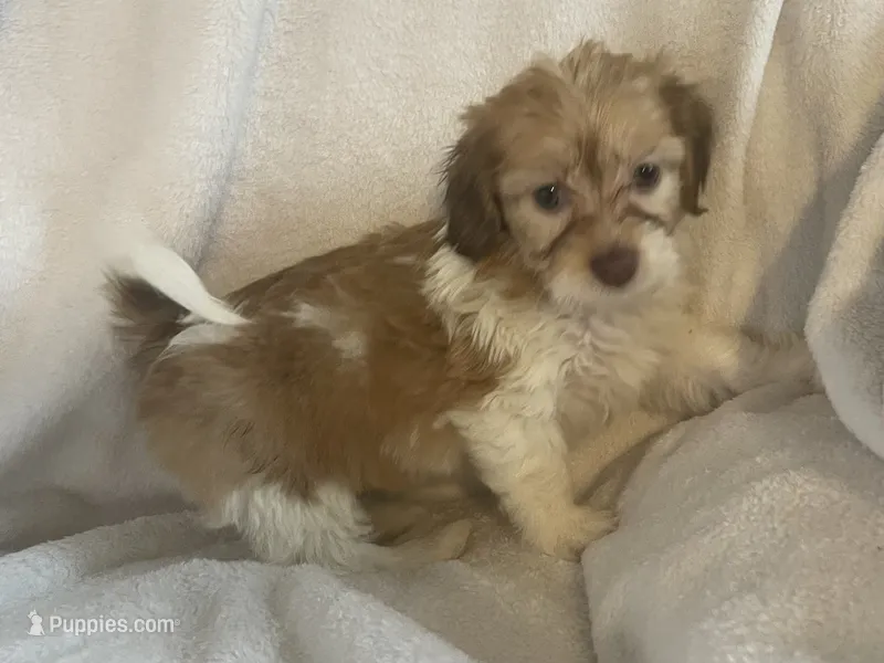 Mini doxie poodle chocolate and white long hair girl , a female Miniature Dachshund for sale in Buffalo, MO – 1 of 4