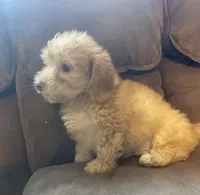 Pickles, a male Poodle - Toy  and Miniature Dachshund for sale in Buffalo, MO – 4 of 6