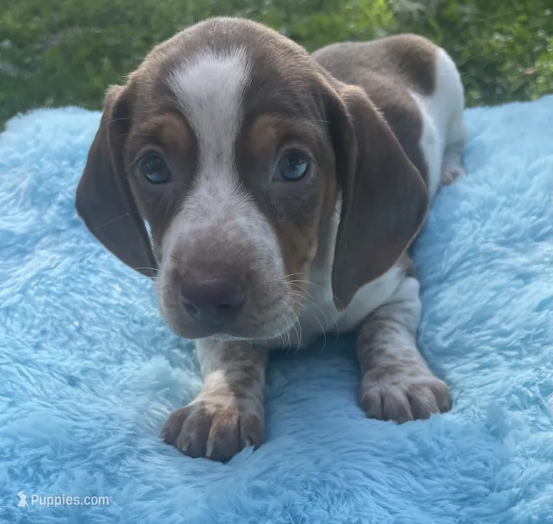 Chocolate and white  – Dachshund puppy for sale in Buffalo, MO