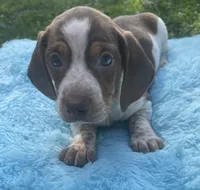 Chocolate and white , a male Dachshund for sale in Buffalo, MO – 1 of 5