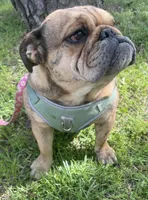 Lolli, a female English Bulldog for sale in Buffalo, MO – Photo 2 of 5