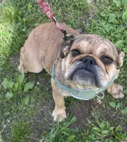 Lolli, a female English Bulldog for sale in Buffalo, MO – Photo 3 of 5