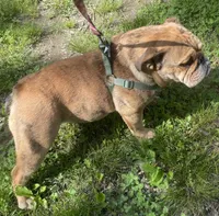 Lolli, a female English Bulldog for sale in Buffalo, MO – Photo 5 of 5