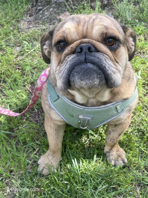 Lolli – English Bulldog puppy for sale in Buffalo, MO