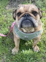 Lolli, a female English Bulldog for sale in Buffalo, MO – Photo 1 of 5