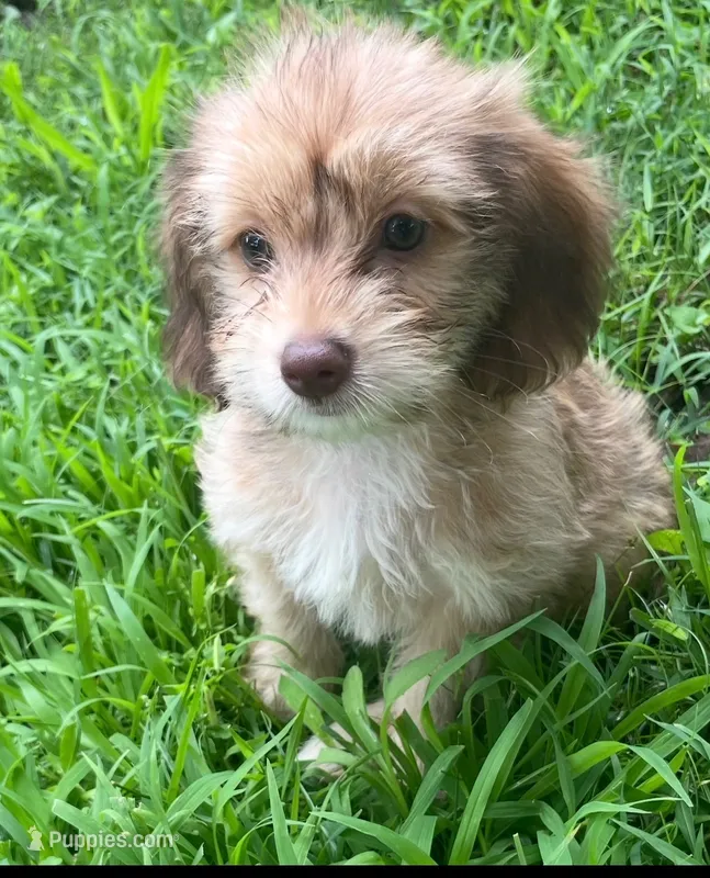 Sundae – Poodle - Toy , Miniature Dachshund puppy for sale in Buffalo, MO