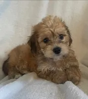 Mini doxie/ poodle Cuddley bear -boy , a male Miniature Dachshund for sale in Buffalo, MO – 1 of 5