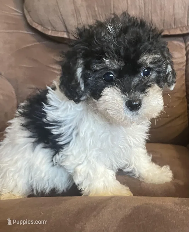 Carley – Bichon Frise, Shih Tzu puppy for sale in Buffalo, MO
