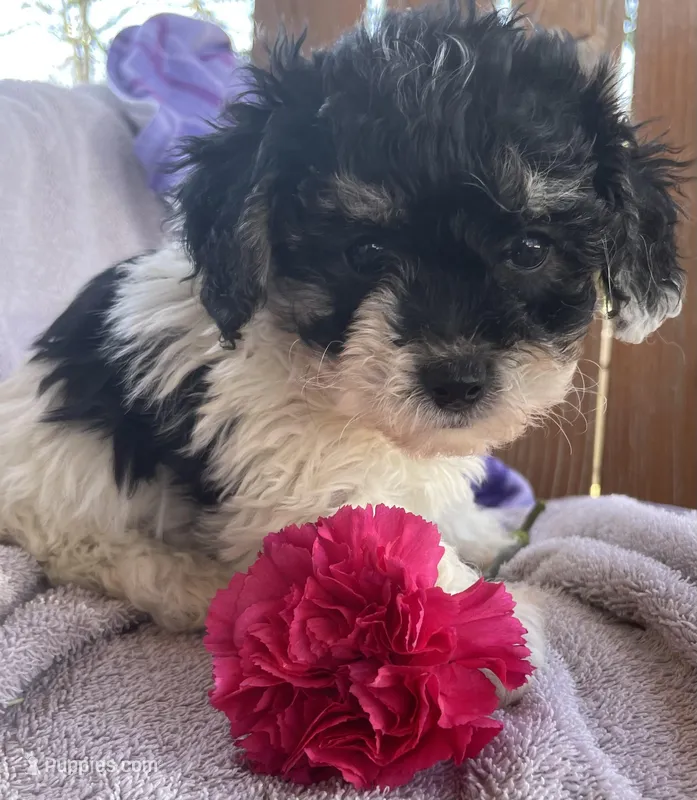 Carley, a female Bichon Frise and Shih Tzu for sale in Buffalo, MO – Photo 1 of 3