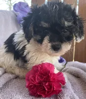 Carley, a female Bichon Frise and Shih Tzu for sale in Buffalo, MO – Photo 1 of 3